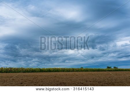 Sunflower Field Near Ploughed Soil, Dramatic Stormclouds At Summertime On Great Hungarian Plain.
