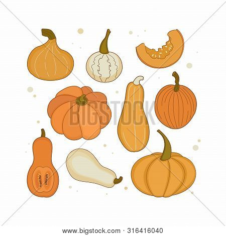 Set Of Different Varieties Of Pumpkins On White Background