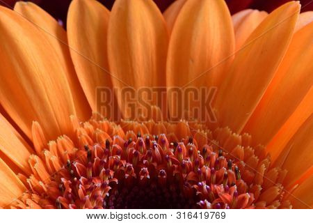 Macro Shot Of An Orange Gerbera Flower