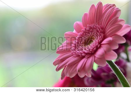 Close Up Of A Pink Gerbera Flower In Bloom