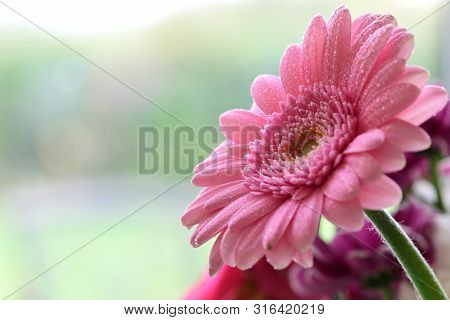 Close Up Of A Pink Gerbera Flower In Bloom