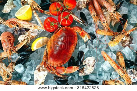 Seafood On Ice. Crabs, Sturgeon, Shellfish, Shrimp, Rapana, Dorado, On White Ice.