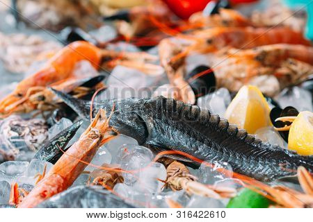 Seafood On Ice. Crabs, Sturgeon, Shellfish, Shrimp, Rapana, Dorado, On White Ice.
