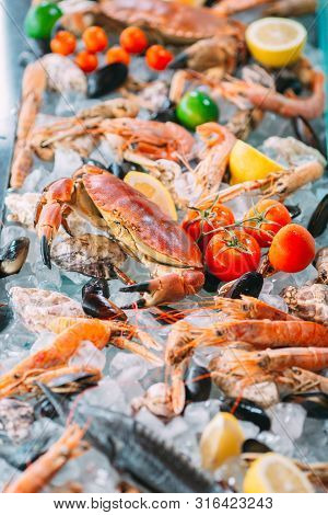 Seafood On Ice. Crabs, Sturgeon, Shellfish, Shrimp, Rapana, Dorado, On White Ice.