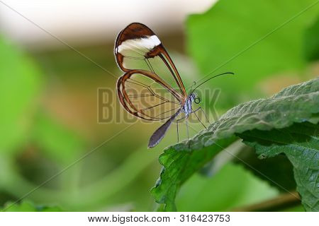 Glasswing Butterfly (greta Oto)