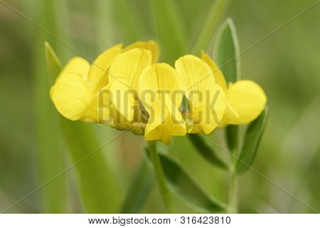 Horseshoe Vetch - Hippocrepis Comosa 
Grassland Wild Flower