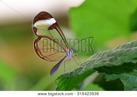 Glasswing Butterfly (greta Oto)