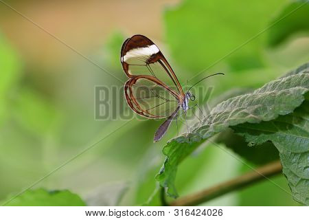 Close Up Of A Glasswing Butterfly (greta Oto) On A Leaf