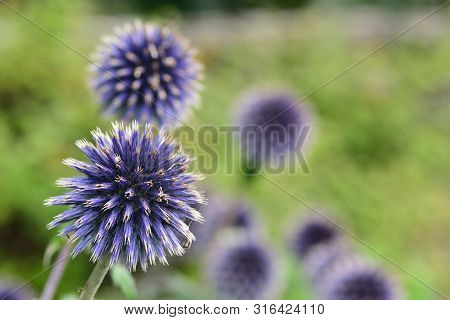 Close Up Of Southern Globethistles (echinops Ritro)