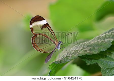 Close Up Of A Glasswing Butterfly (greta Oto) On A Leaf