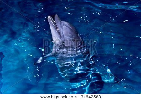 Delfini naso a bottiglia