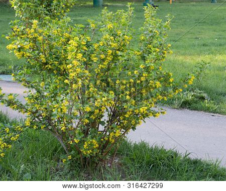 Fructiferous Bushes Josta Hybrid Currant And Gooseberry In The Spring During Flowering