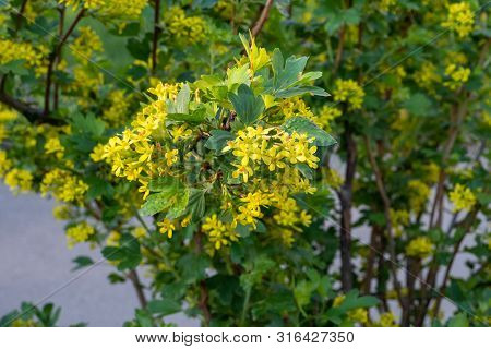 Yellow Blossoms Fruiting Bushes Josta Hybrid Currant And Gooseberry