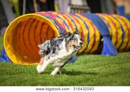 Bluemerle Australian Shepherd In Agility Tunel On Ratenice Competition. Amazing Day On Czech Agility