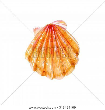 Yellow Sea Shell Scallop. Sea Bivalve Pectinidae. Nature Of The Ocean. Underwater Resident. Hand Dra