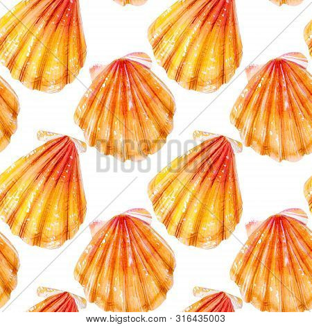 Seamless Pattern Of Yellow Scallops. Beige Bivalve Mollusk Pectinidae On A White Background. Nature 