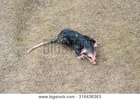 An Orphaned Baby Opossum Is An Ugly Little Creature. This One Found Its Way Onto An Outdoor Rug In S