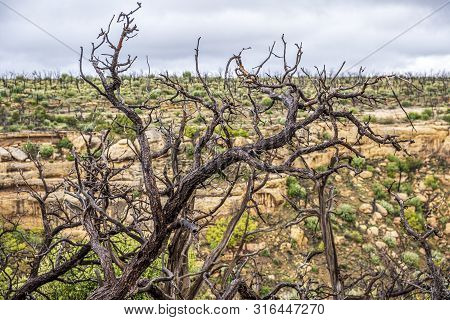Mesa Verde National Park In Colorado, Usa