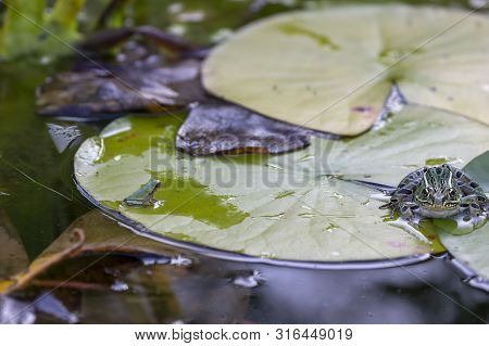 The Gray Treefrog (hyla Versicolor) And Pickerel Frog (lithobates Palustris)