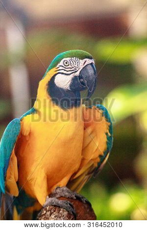 Blue And Gold Macaw Bird Ara Ararauna