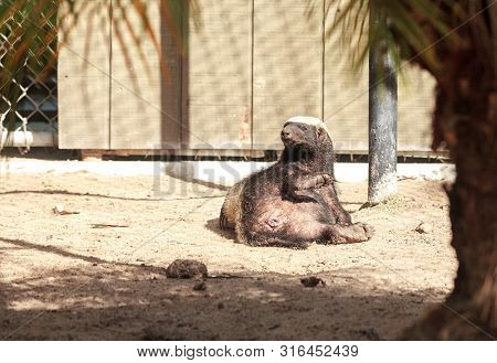 Funny Spread Legged Honey Badger Mellivora Capensis