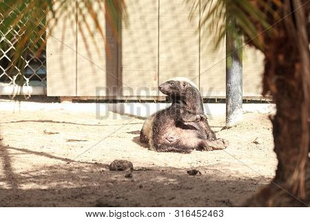 Funny Spread Legged Honey Badger Mellivora Capensis