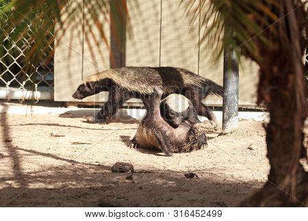 Funny Spread Legged Honey Badger Mellivora Capensis