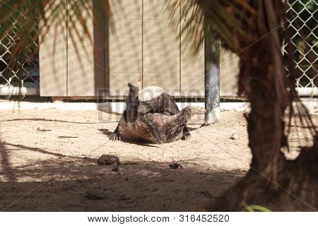 Funny Spread Legged Honey Badger Mellivora Capensis