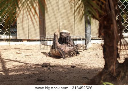 Funny Spread Legged Honey Badger Mellivora Capensis
