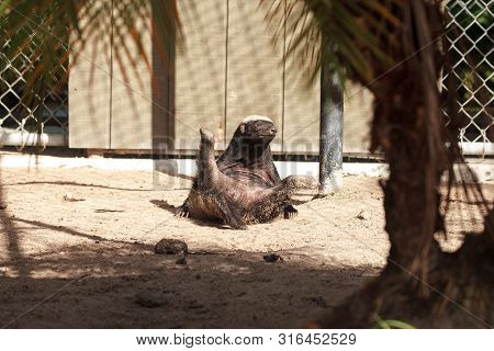Funny Spread Legged Honey Badger Mellivora Capensis