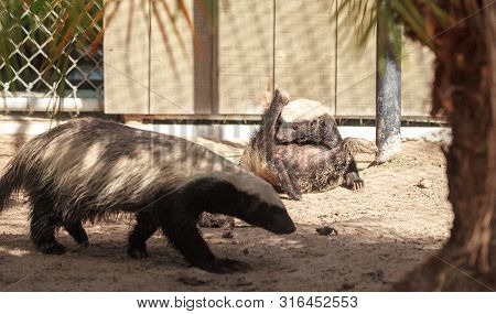 Funny Spread Legged Honey Badger Mellivora Capensis Is Known For Being Tough And Tenacious.