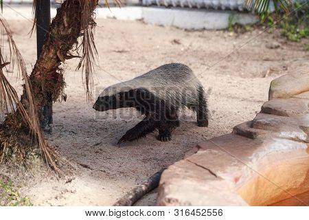 Honey Badger Mellivora Capensis Is Known For Being Tough