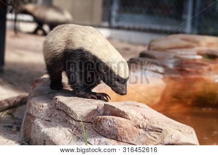 Honey Badger Mellivora Capensis Is Known For Being Tough