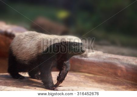 Honey Badger Mellivora Capensis Is Known For Being Tough