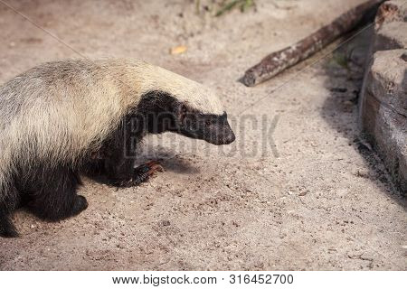 Honey Badger Mellivora Capensis Is Known For Being Tough