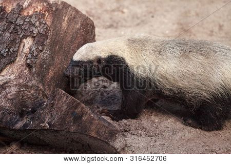 Honey Badger Mellivora Capensis Is Known For Being Tough