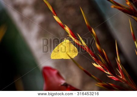 Cloudless Sulfurs Butterfly Phoebis Sennae Perches On A Red And Yellow Heliconia