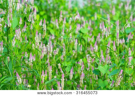 Celosia Argentea Pink Color Flowers Blooming In Garden Blur Green Leaves
