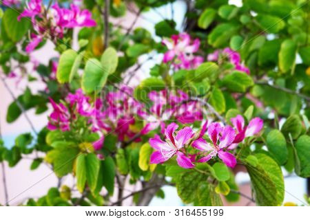 Purple Orchid Tree Flowers Blooming In Garden Blur Green Leaves