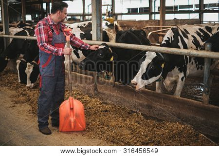 Farmer with showel in a cowshed on a dairy farm.