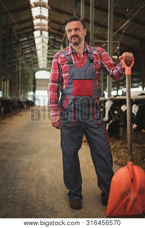 Farmer with showel in a cowshed on a dairy farm.