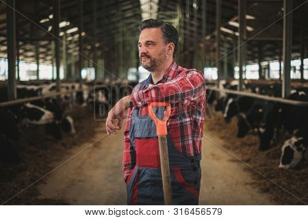 Farmer with showel in a cowshed on a dairy farm.