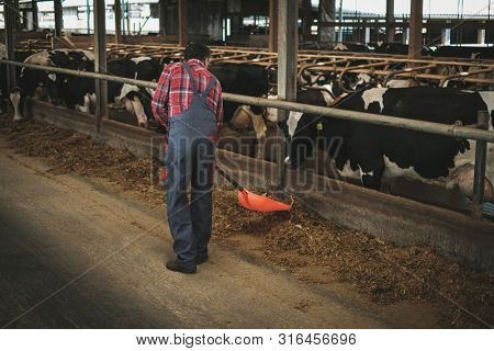 Farmer with showel in a cowshed on a dairy farm.