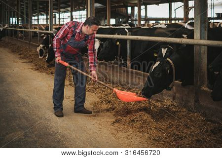 Farmer with showel in a cowshed on a dairy farm.