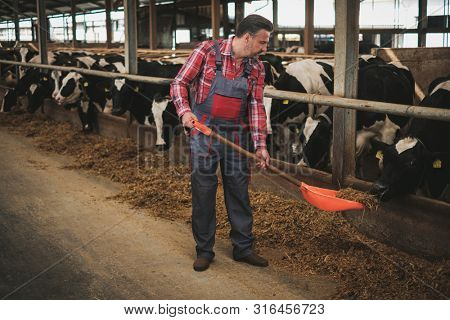 Farmer with showel in a cowshed on a dairy farm.