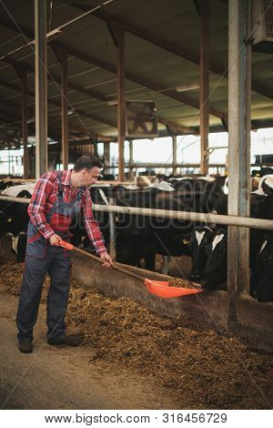 Farmer with showel in a cowshed on a dairy farm.