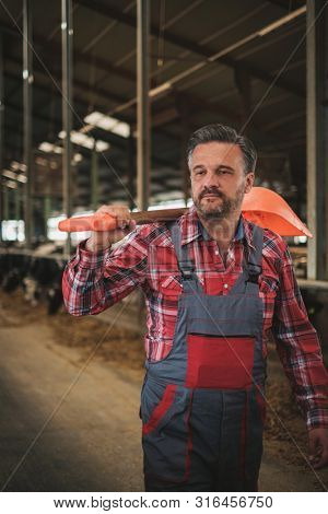 Farmer with showel in a cowshed on a dairy farm.