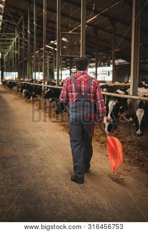 Farmer with showel in a cowshed on a dairy farm.