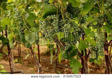 Green Grapes Growing On Grape Vines. Unripe, Young Wine Grapes In Vineyard, Early Summer. Bunch Of G