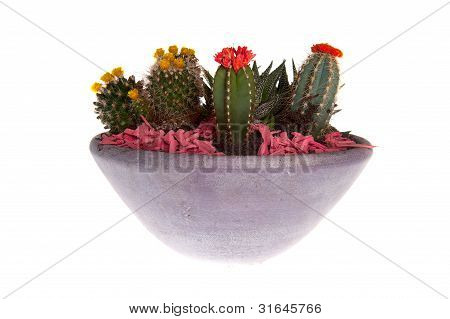 Notocactus
